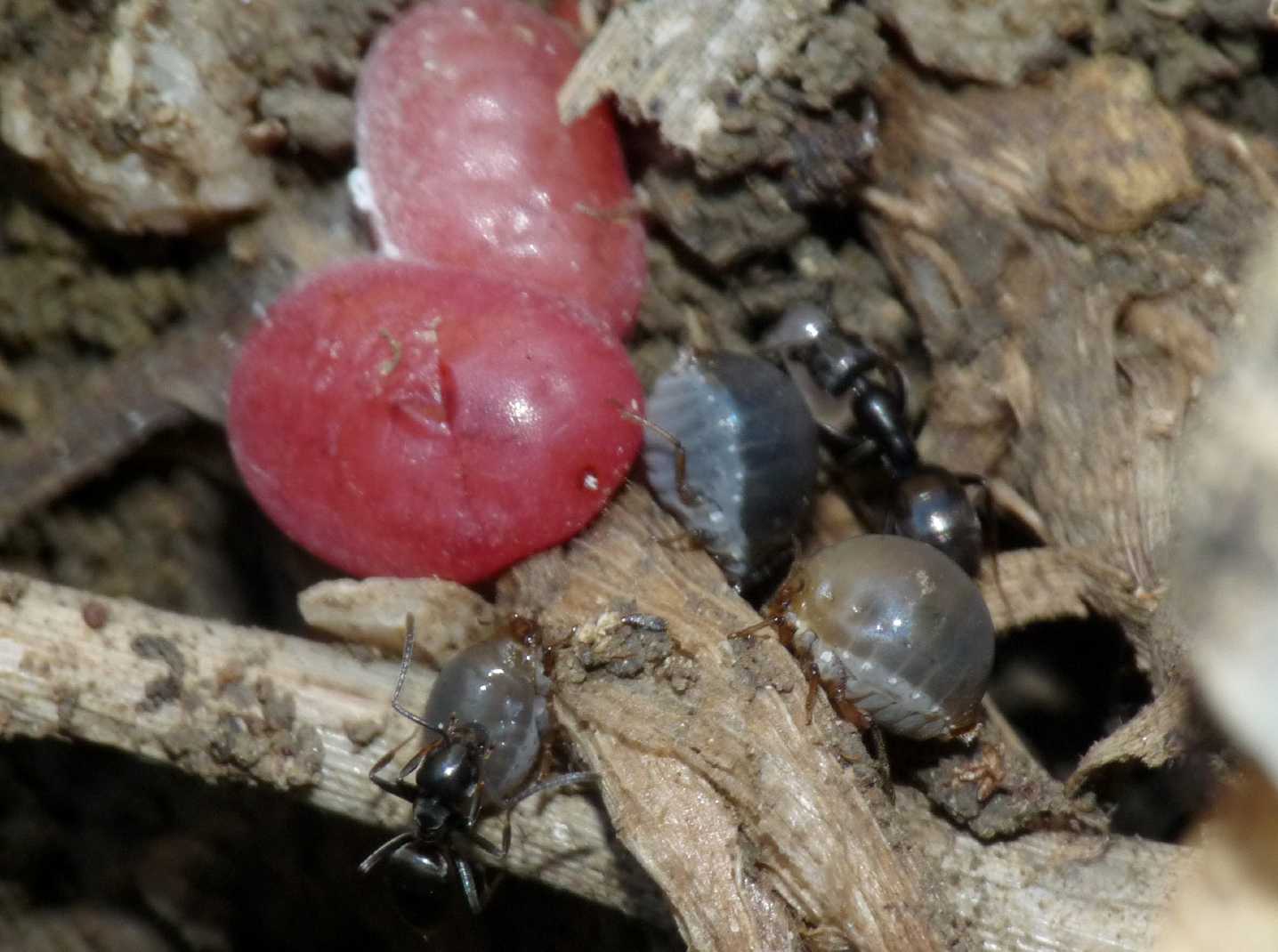 Afidi (Tetraneura sp.?) e coccidi ospiti di Tapinoma